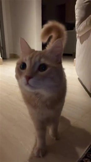 Live Stream Summary: Head Butts and Cat Fails