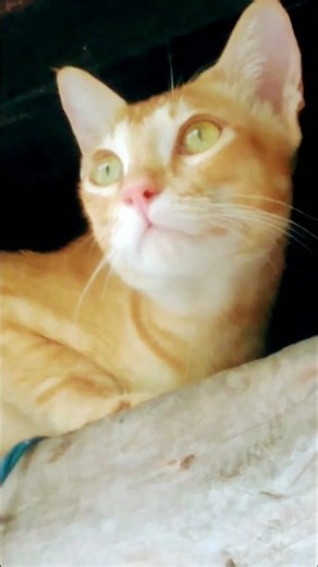 Best cat videos 🥰 | Best cat moments | Cute cat moment | Funniest cat moments | Funny cat moments