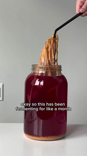 How to make dragonfruit mead (part 2) #mead #meadtok #meadmaking #dragonfruit #winemaking #homebrew #homebrewing