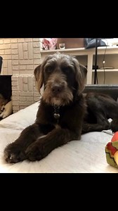 🐾✨IDOG RESCUE *NEEDS* YOUR HELP ✨🐾 What an incredible year it's been for IDOG Rescue! Thanks to your support, over 3,500 Doodles have found their forever homes since our creation in 2006. Each adoption is a new chapter for these Doodles, and we are so honored to have played a part in their journey. As we continue our mission to rescue, rehabilitate, and rehome more Doodles in need we kindly ask for your continued support. Our expenses are much higher these days than in years past and we rely h