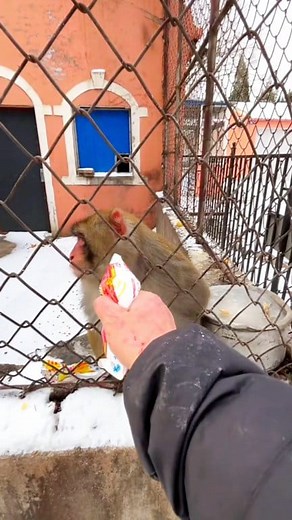 #monkeyfunny #monkey #funnymonkey #monkeymemes #monkeylove #monkeyfun #meme #monkeymeme #monkeys #funny #memes #lol #monkeysofinstagram #ma #monke #chimp #chimpmeme #chimpanzee #bonobo #ape #funnymeme #gorilla #funnymonkeymeme #monkee #monkeememe #haha #memesdaily #orangutan #aprilfoolsday #hehe | Lover Nature