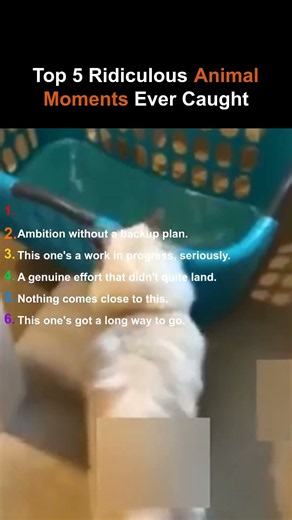 Top 5 Sassy Animal.Moments Ever Caught #sassyanimals #funnyfails #top5 #shorts #fyp