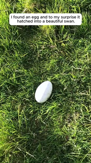 98K views · 3.8K reactions | I found an egg and to my surprise it hatched into a beautiful swan #rescue #rescueanimals #animals #animalsoftiktok #swan #fyp | Pet Zone | Facebook