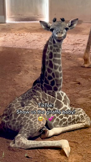 So many new babies at the Phoenix Zoo! 🥺💕 #animals #babyanimals