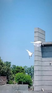 76K views · 2.1K reactions | #viral Shoq kabotar bazi nuskhe elaaj low flying pigeon babys training | شوق کبوتر بازی نسخے اور علاج | Facebook