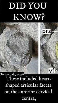 A New Species of Cryptocleidid Plesiosaur has been Discovered #palaeontology #paleontology
