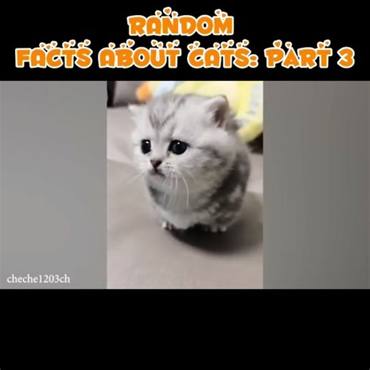 RANDOM FACTS ABOUT CATS: part 3 #randomfacts #cats #cutecat #adorablecat #catlover #philippines