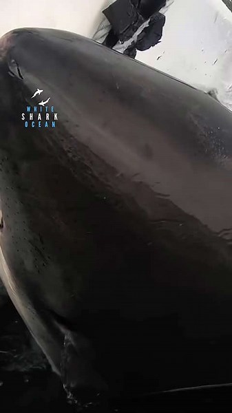 Big Great White Shark With Powerful Jaws Comes Up From Under The Surface