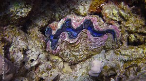 Tridakna (Tridacna Maxima) bivalve mollusk, grown among corals on the reef in the Red Sea, Marsa Alam, Egypt