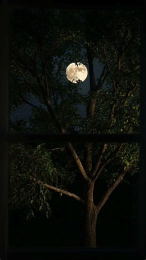 Calming Midnight Window View 🌙 | Moonlit Tree, Crickets & Gentle Night Breeze #Shortsfeed #Shorts
