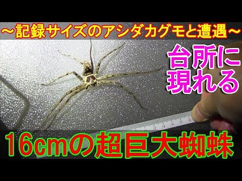 台所に超巨大蜘蛛16cm～益虫で日本最大級に育つアシダカグモの新記録サイズと遭遇～