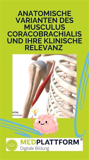 Anatomische Varianten des Musculus coracobrachialis #anatomy #muscle