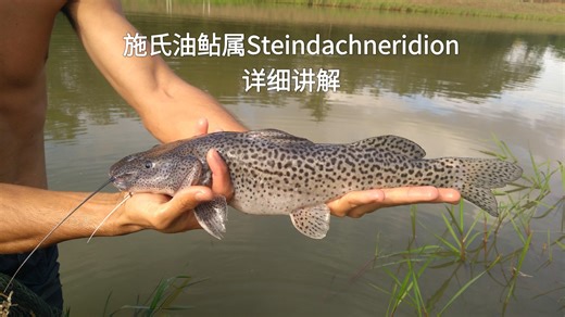 全网震撼首发！详细讲解施氏油鲇属Steindachneridion六个现生种和2个化石种