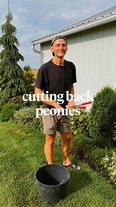 544K views · 5.6K reactions | Don’t cut back anything in the fall! That’s what I usually say, but when it comes to peonies, there is one thing that I do: cut them back! Here’s why. | Wyse Guide | Facebook