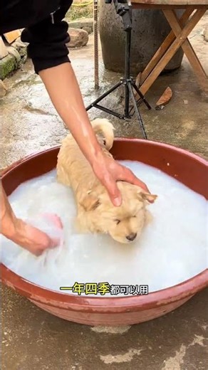 Just throw the dog in and soak it once, and you no longer have to worry about parasites. For common
