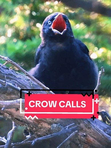 Exploring Crow Calls: Sounds of the American Crow