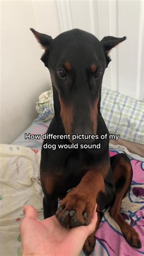 IM CRYING 😭😭😭 #doberman #dobermanpinscher #dobermans_of_tiktok #dobermanpuppy #dogsoftiktok