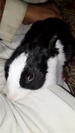 Giving My Rabbit a Gentle Massage — He Loves It 🐰❤️