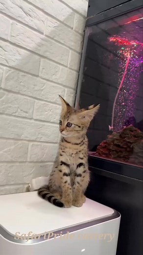 Girl Savannah F1 💙 2.2 months old 🐾 SafariPride cattery #savannah #savannahf2 #cat #animals #amazing #f1savannahcat #savannahf1 #serval #savannahkittens #f2savannah #cat #pets #savannahf3 #саванна #louis #саваннаф1 #servalcats #servalcat #bengal #кошка #photography #photo #сервал #gucci #wildanimals | Cattery Savannah SafariPride