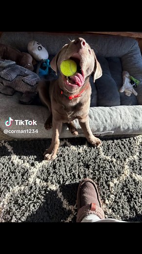 #labsoftiktok #lab #puppiesoftiktok #foryou #puremichigan