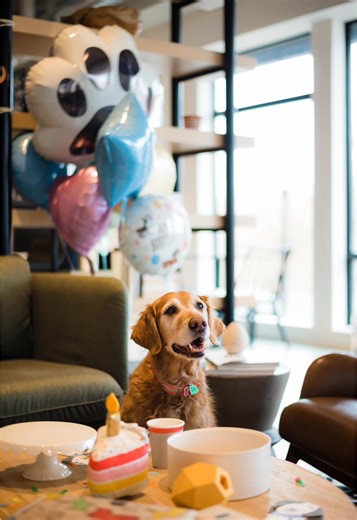 Happy National Pet Day from all of us and our pets at Anagram! We hope your day is filled with love from your furry or not so furry friends! 🐾🐶🐱🐟🦎 #nationalpetday #petday #dogsofinstagram #petsofinstagram