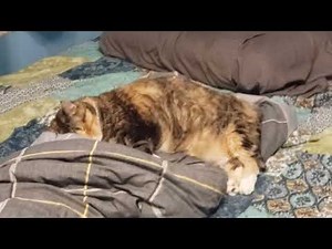 Sleepy Kitty Wake-Up: The Most Adorable Nap → Epic Yawn EVER