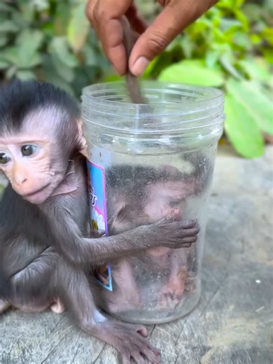 baby monkey got himself stuck in jar, dad to the rescue #babymonkey #cute #cutemonkey #fyp
