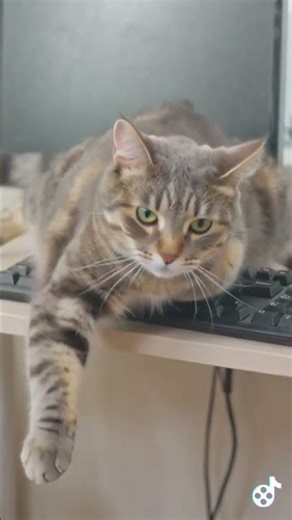 Epic Cat Fails Shorts #128 # Keyboard Slip ⌨️
