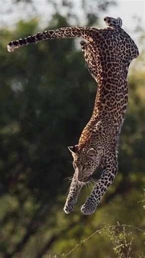 Explore Fascinating Facts About Lions