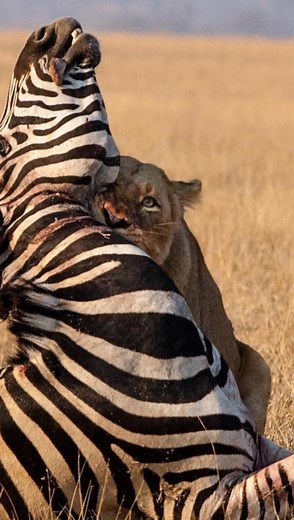 4.3K views · 1.3K reactions | Lions are masters of strategy when...