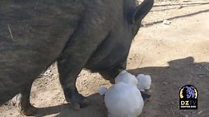 12K views · 838 reactions | It's #NationalPigDay and we're here celebrating with Charlie! Charlie is a Vietnamese pot-bellied pig, the smallest domestic pig species! Potbellied pigs are individuals who have preferences when it comes to living in groups or flying solo. That's why our Charlie is as happy as he can be with his own space and regular visits from animal care staff. | Denver Zoo Conservation Alliance | Facebook