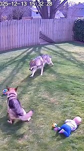 1.1K reactions · 20 shares | Backyard CCTV Shows Dog Blocking Wolf Attack #cctvalert #fyp #viralreels #tranding #viralfootage | Brave Cam Moments | Facebook