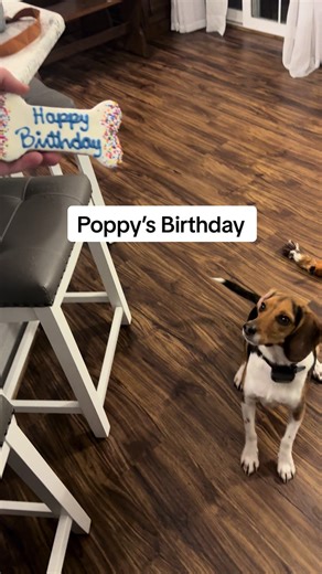 Happy Birthday Poppy! #beaglebirthday #poppydog