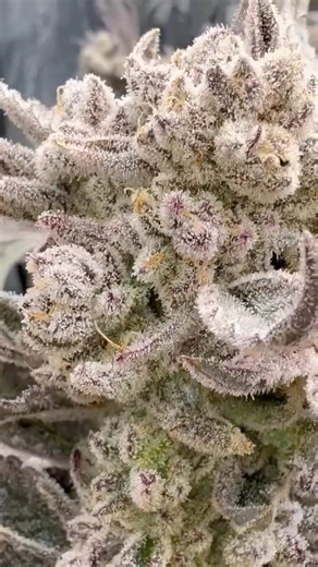 Grow Tent Hacks: Box Fan versus Small fans!