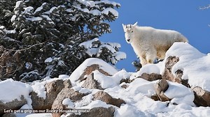 3.3K views · 433 reactions | Five Rocky Mountain goats call CMZoo...