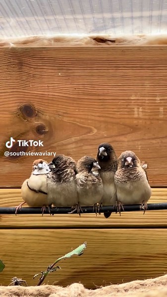 Bengalese Babies Nesting with Female Owl Finch