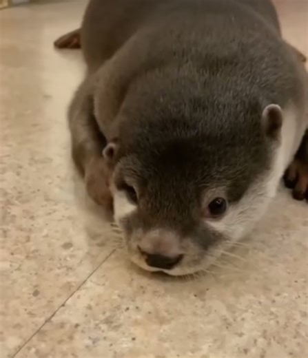 Adorable Otters Compilation - Day 127