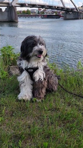 Tibetan Terrier #travel #dog #cute