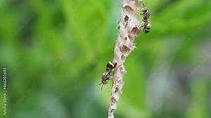 Close-up of Asian hornet or a paper wasp perches and is active in its nest hanging on the tree in the backyard