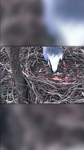 Shocking Twist: Duck Used Eagle Nest, Crows Attacked
