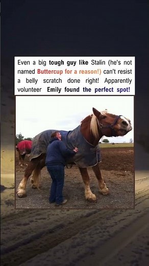 A tough guy who loves belly rubs.