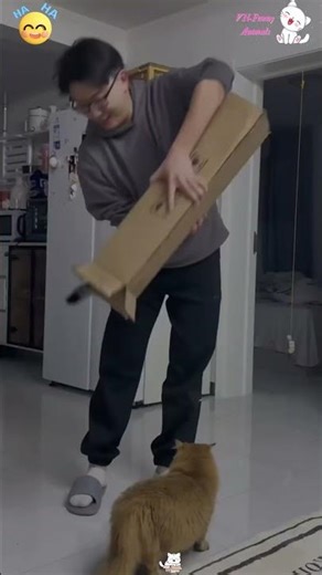 Cats and cardboard boxes