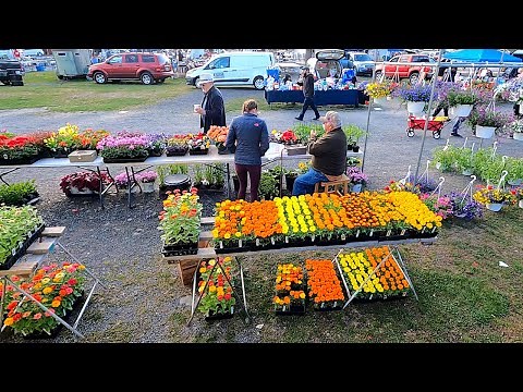 First Day At Market Selling Flowers!