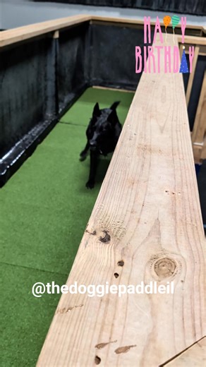 Happy 6th Birthday Wednesday!!! Thank you for sharing part of your special day with me! I love you beautiful girl! ❤️🤩 | The Doggie Paddle