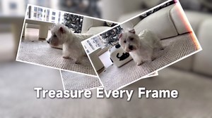 Pet Camera Robot Home Security Camera, 1080P Pet Camera, Movable Home Robot, Custom Facial Expression, Auto-Recharge, Battery-Operated, 2-Way Talk, Night Vision, APP Remote Control for Cats Dogs