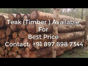 Timber Teak Wood | Best Price | Forest Permit Approved