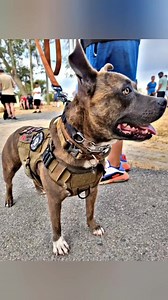 Studies show that dog training alleviates PTS symptoms by emotional & attention regulation. Handlers are focused on the training task and living in the moment and are rewarded by the positive effects of dog interactions. We couldn't be more proud to know that our K9's continue care long after the Warrior has left our gates.. | Warriors Heart
