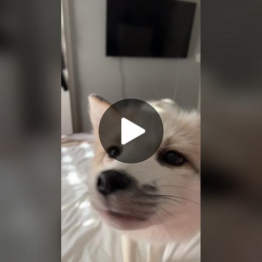 I sits for a bite #marblefox #fox #fyp