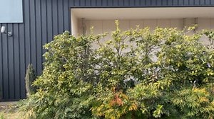 【完成度：１００％！！】 ＼ｼﾞｬｰﾝ！／ #ｔｖｋ開局50周年 記念イラスト看板でした👏🎊 この4月でtvkは50歳🎂 いつも応援してくれている皆様に 感謝のキモチをカタチにしてお届けします😂💕 この看板は横浜平沼橋にある tvk ecom parkにあります 電車から探してみてください #感謝のカタチ | ｔｖｋ（テレビ神奈川） / television kanagawa inc.