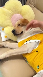The weather is too hot and I don’t take it out to play with it, so I lose my face... #doglover #dog #doglife #love #doglovers #cat #puppylove #dogs #pets #puppy #cute | Annie